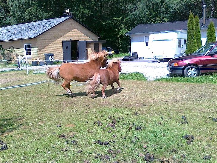 Shetlænder Chamör tidligere (Tilrider) billede 9