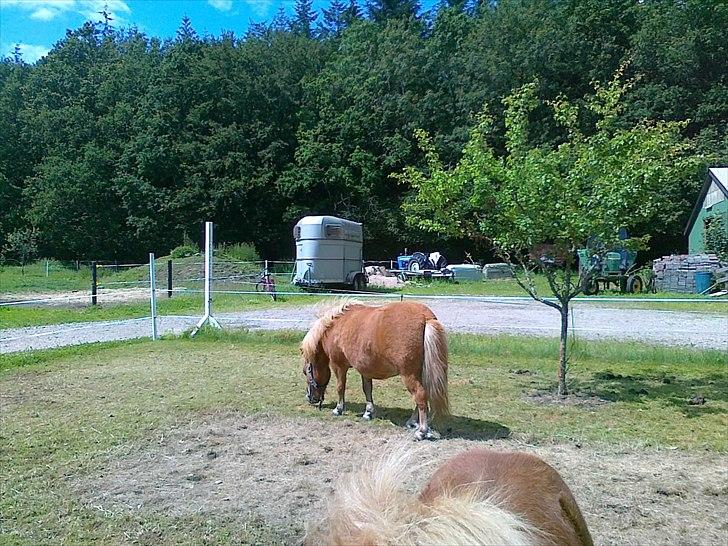 Shetlænder Chamör tidligere (Tilrider) billede 10