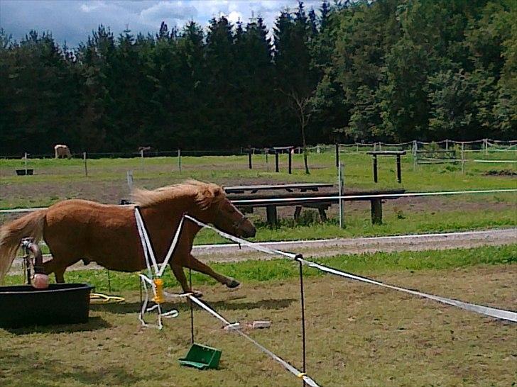 Shetlænder Chamör tidligere (Tilrider) billede 11