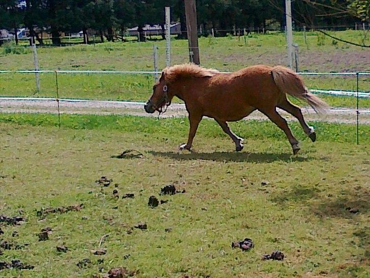 Shetlænder Chamör tidligere (Tilrider) billede 12
