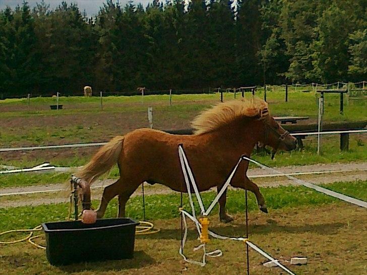 Shetlænder Chamör tidligere (Tilrider) billede 13