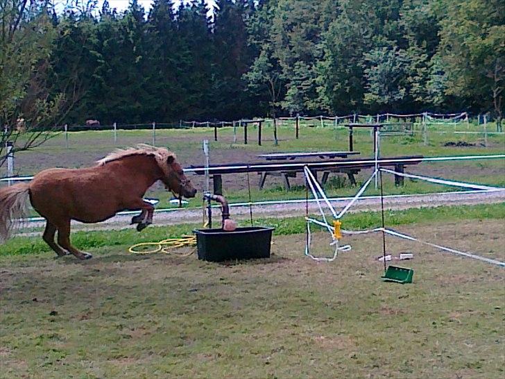 Shetlænder Chamör tidligere (Tilrider) billede 14