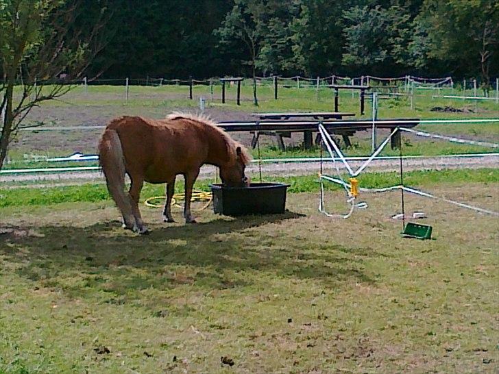 Shetlænder Chamör tidligere (Tilrider) billede 15