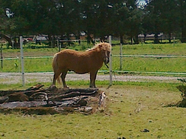 Shetlænder Chamör tidligere (Tilrider) billede 16