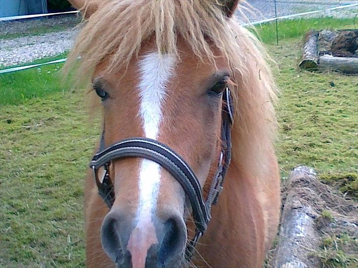 Shetlænder Chamör tidligere (Tilrider) billede 17