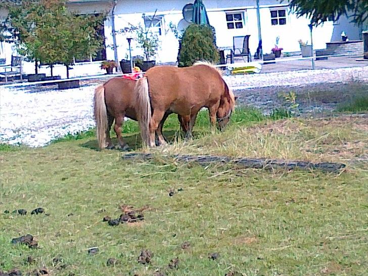 Shetlænder Chamör tidligere (Tilrider) billede 18