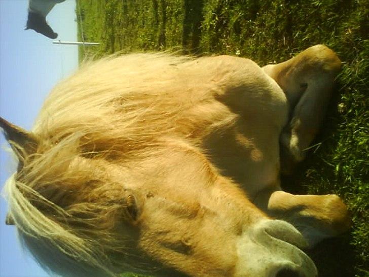 Islænder /Fjordhest, Pippi (Nÿpa) billede 5