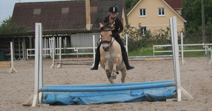 Fjordhest Frede - Juni 2011, første gang uden sadel på Frede. (Jeg væltede af efter dette spring, skide balance der er ude af træning) billede 9