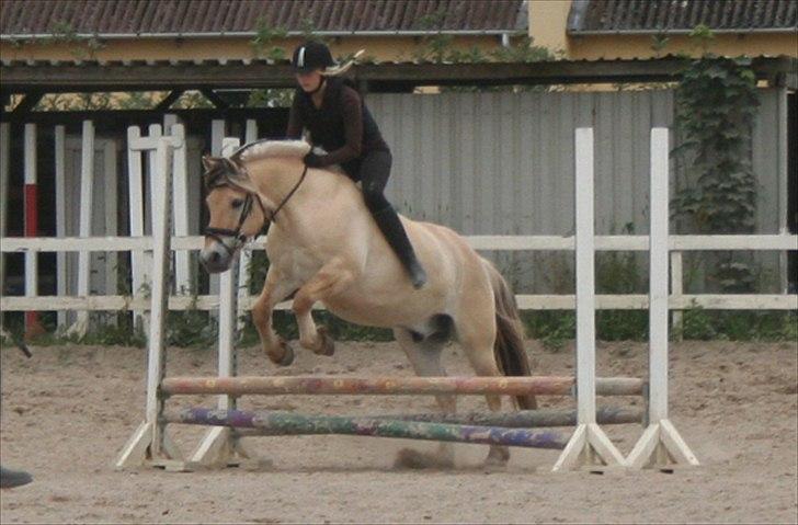 Fjordhest Frede billede 10