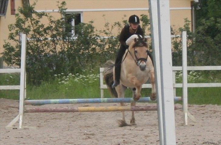 Fjordhest Frede billede 11