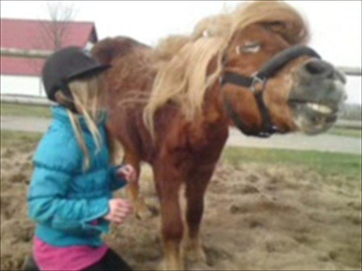 Shetlænder victor (lånepony) billede 19