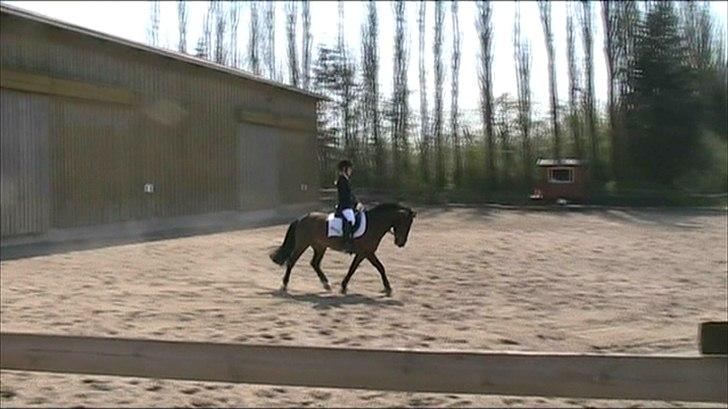 Anden særlig race Lauritz billede 2