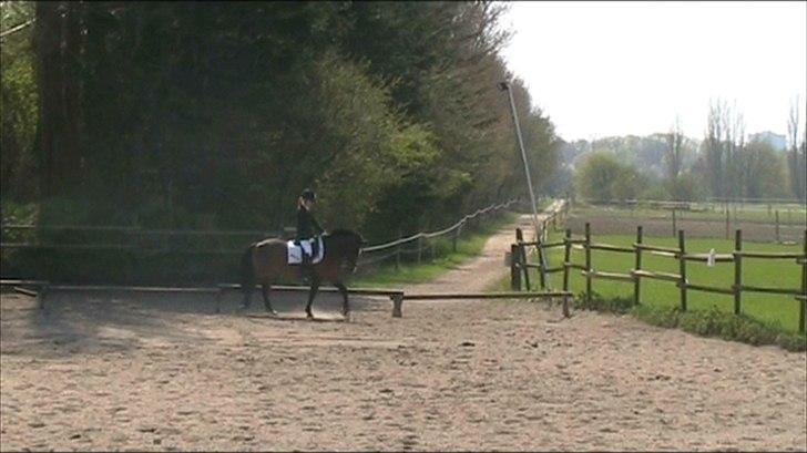 Anden særlig race Lauritz billede 3