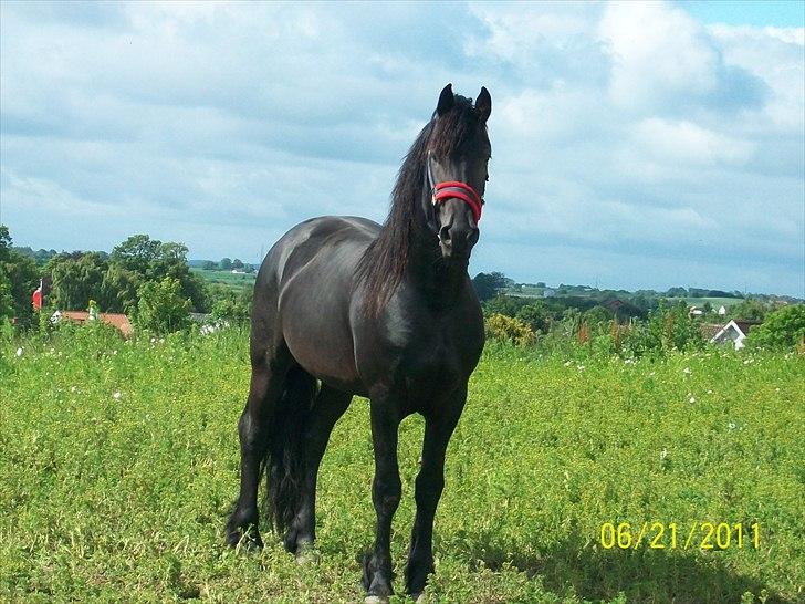 Frieser Abraham (Basse) billede 2