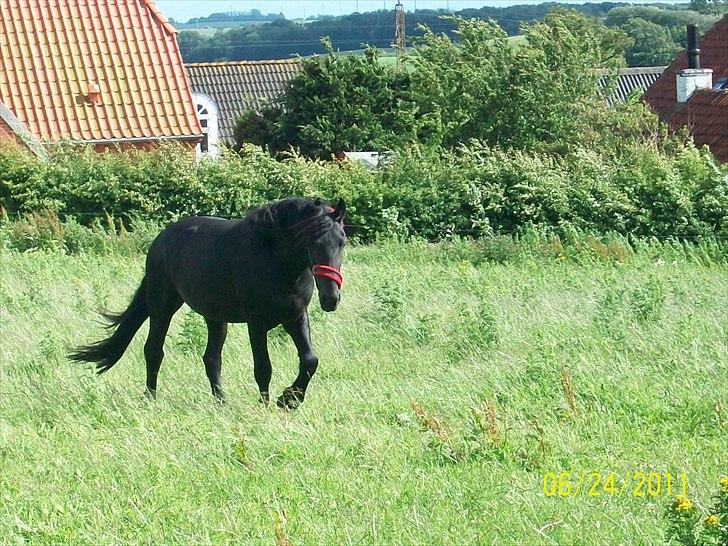 Frieser Abraham (Basse) billede 3