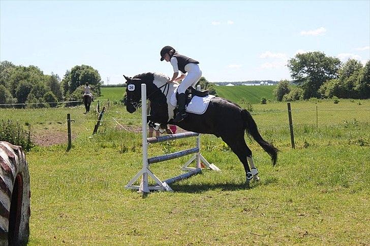 Anden særlig race Spirit ( verden største stjernepony) - her er mig og min pony ude og starte en lc spring stedet herslev rideklub billede 3