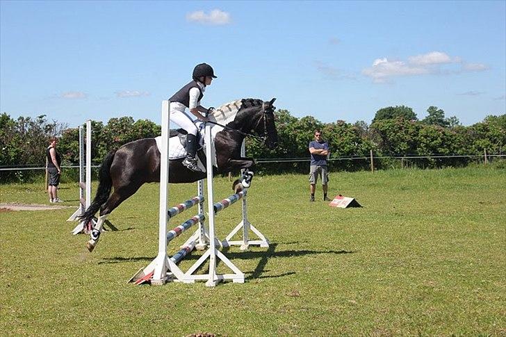 Anden særlig race Spirit ( verden største stjernepony) - lb spring vi springer så godt her<3 billede 4