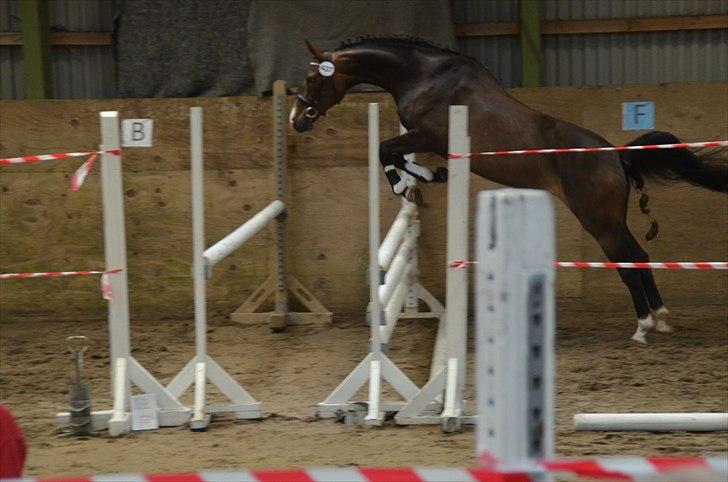Dansk Varmblod Goodwill Future  - Lille'pigen til ekseniørkåring. Hun springer ca 1.20 :D billede 15
