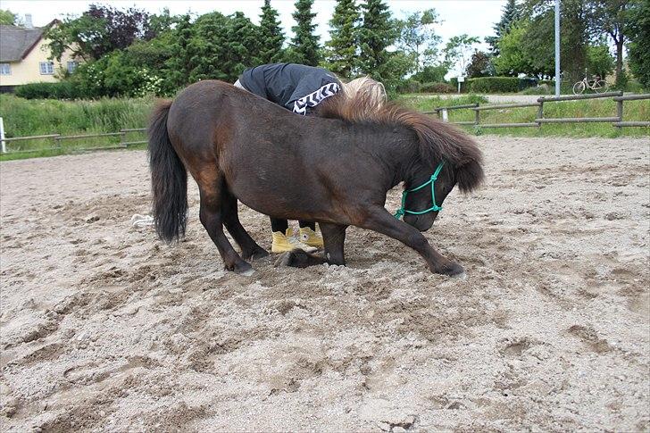 Miniature Blobber - Tricks: Neje :D
så sej du er Blobber :D<3
Foto : Johanne (med mit kamara) billede 17