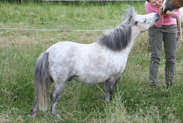 Miniature Bandit billede 6