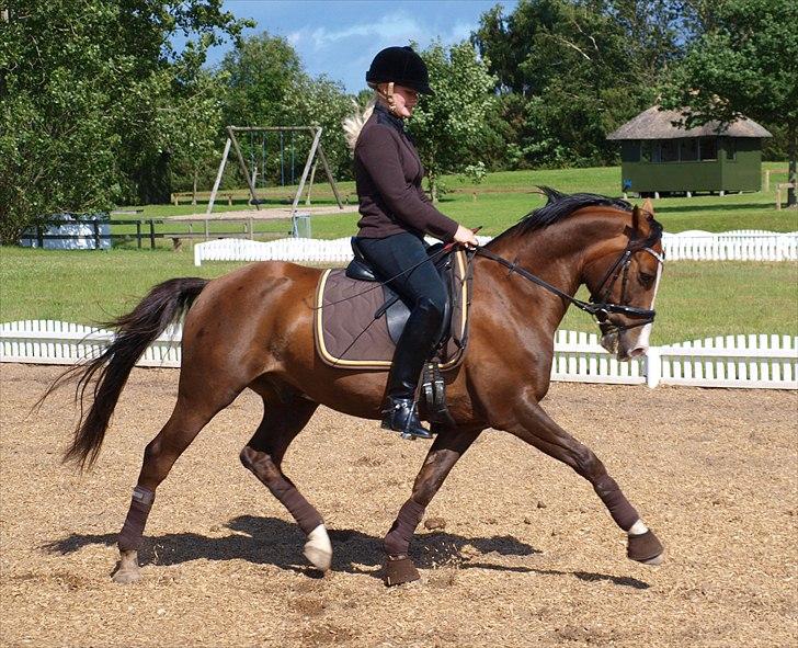 Tysk Sportspony Artos (fedtmulen) B-pony - Dressur træning i Odsherred 24.06.2011 Artos din lækkermås ! <3
Foto: Far billede 19