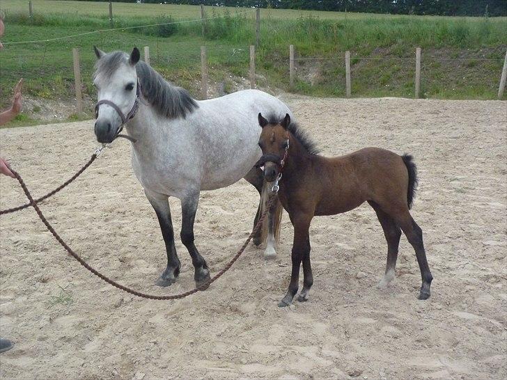Welsh Mountain (sec A) Villersøes Bella Rosa(LANDSSKUETS BEDSTE FØL 2011) billede 17
