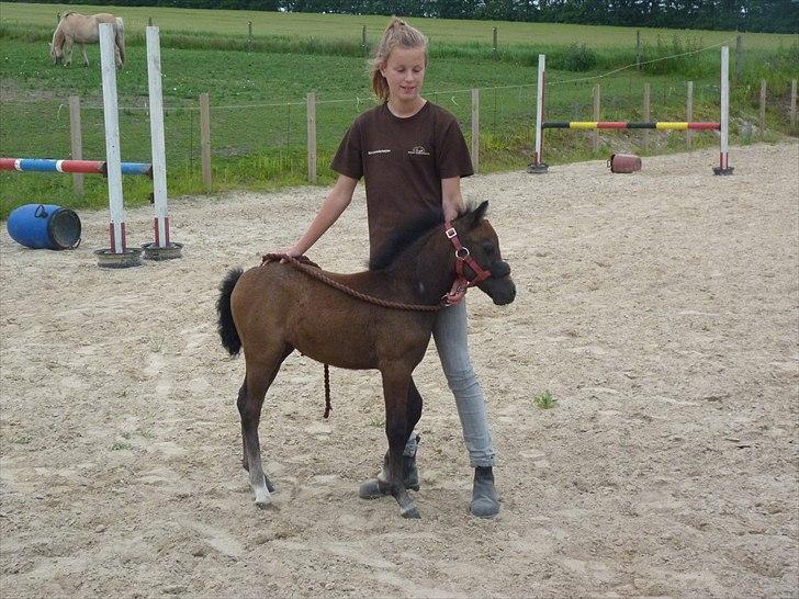 Welsh Mountain (sec A) Villersøes Bella Rosa(LANDSSKUETS BEDSTE FØL 2011) billede 18