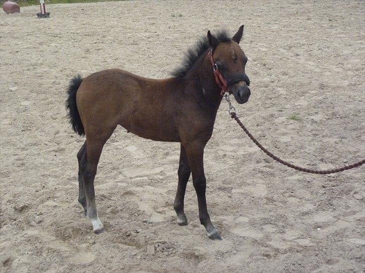 Welsh Mountain (sec A) Villersøes Bella Rosa(LANDSSKUETS BEDSTE FØL 2011) billede 19