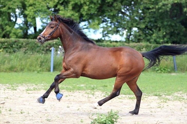 DSP Stidsbjergs Chanie - Billede fra Anne<3 billede 1