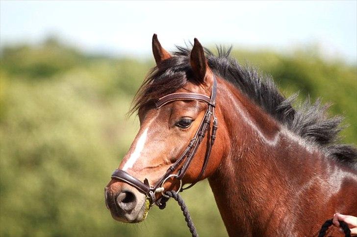 DSP Stidsbjergs Chanie - Annes billede<3 billede 2