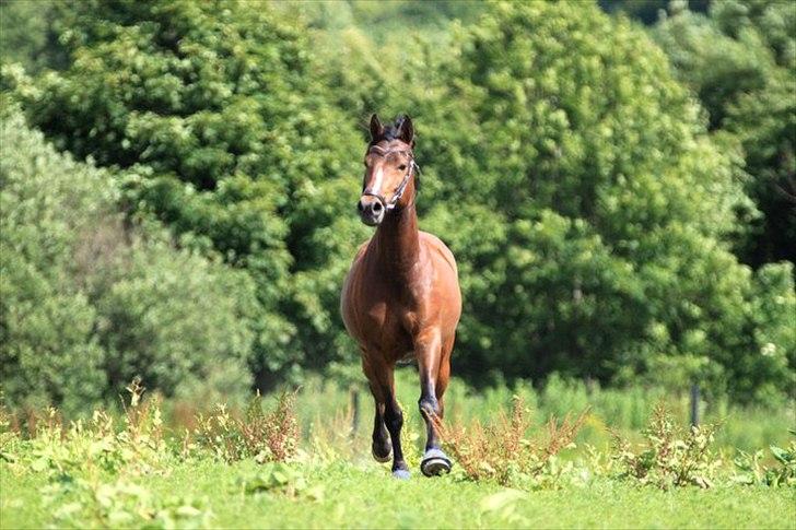 DSP Stidsbjergs Chanie - Annes billede<3 billede 3