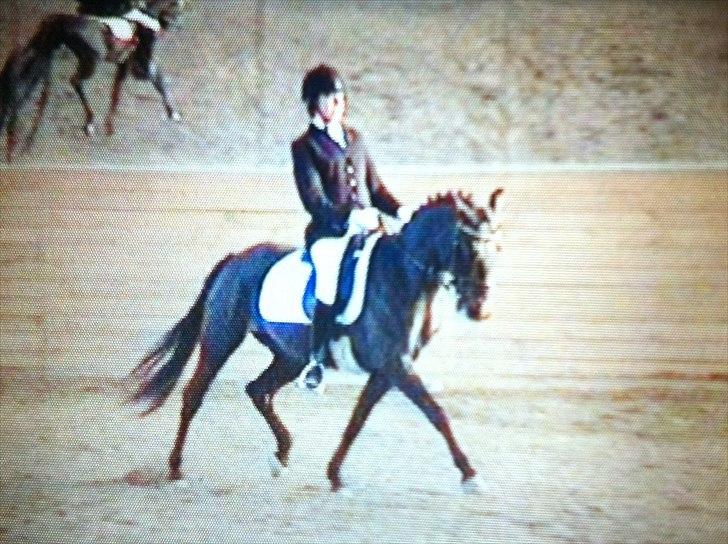 Anden særlig race Natasja (Tusja) - 23.04.11 - Vores LA2-debut i Roskilde. billede 12