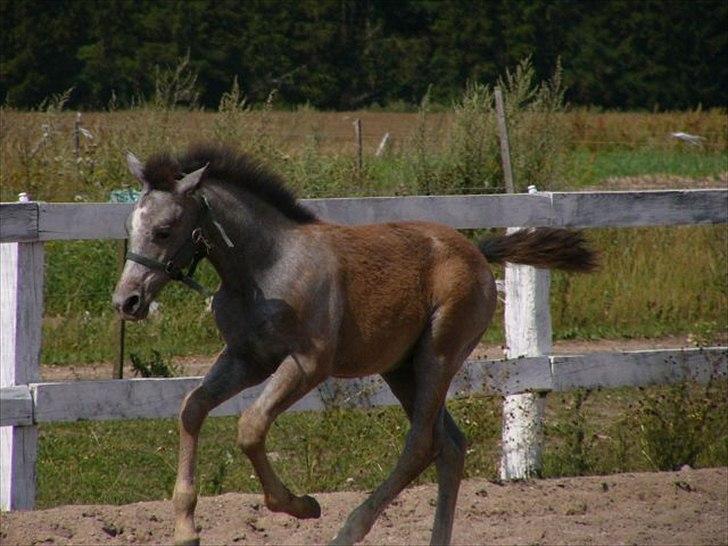DSP Toftegaard's Hurricane SPH 182 <3 *A-Pony* - Baby Hurricane <3 Nårrh skatter! :') billede 13