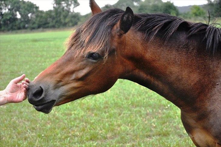 New Forest Soldals Africa billede 6