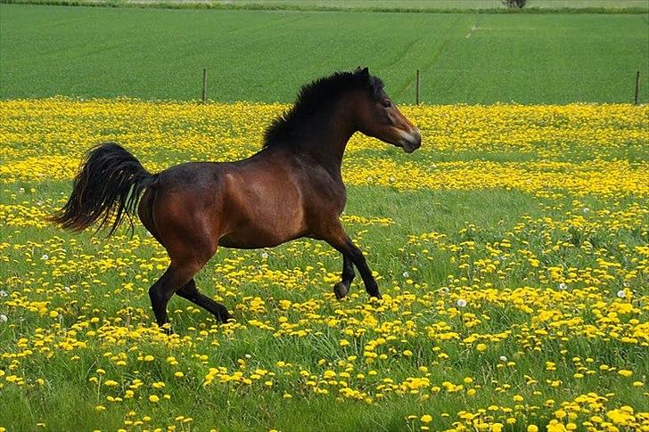 New Forest Soldals Africa billede 7