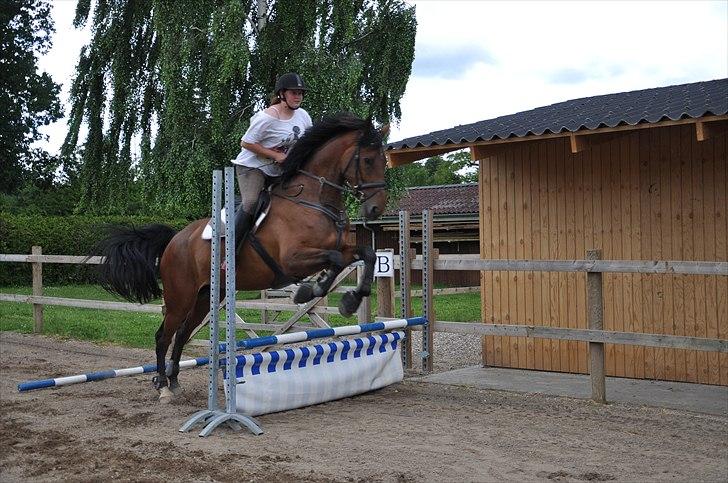 Holstener Wajes Capice (Følle) - Springtræning hjemme d. 24.06.11 billede 11