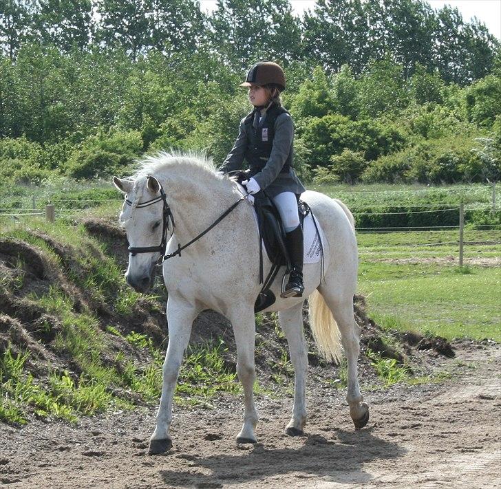 Anden særlig race Iba ( rideskole hest) (R.I.P) billede 1