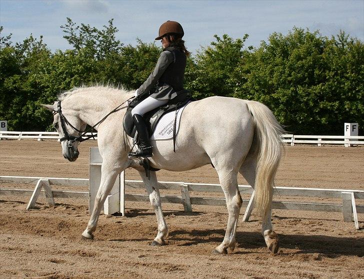 Anden særlig race Iba ( rideskole hest) (R.I.P) billede 2