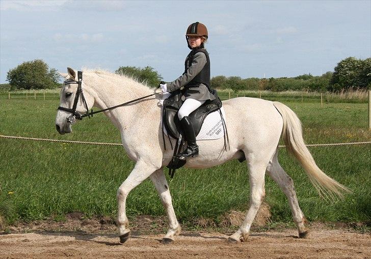 Anden særlig race Iba ( rideskole hest) (R.I.P) billede 3