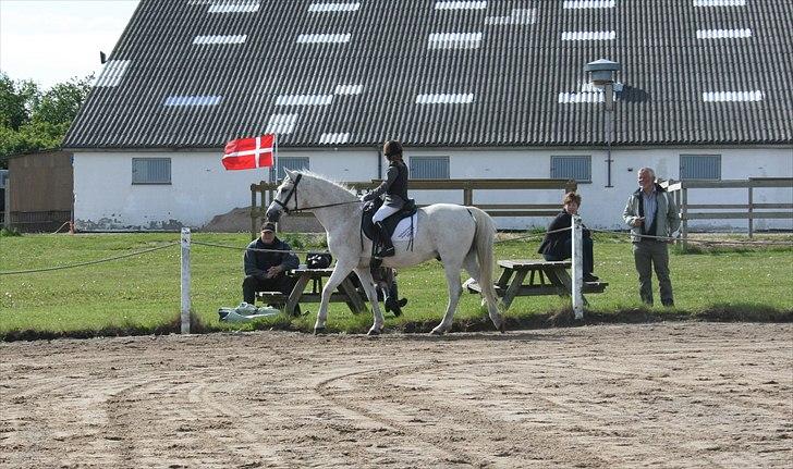 Anden særlig race Iba ( rideskole hest) (R.I.P) billede 4