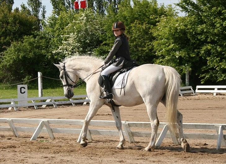 Anden særlig race Iba ( rideskole hest) (R.I.P) billede 5