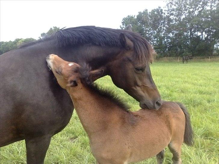 New Forest Soldals Africa - Africa & Chelsea billede 8