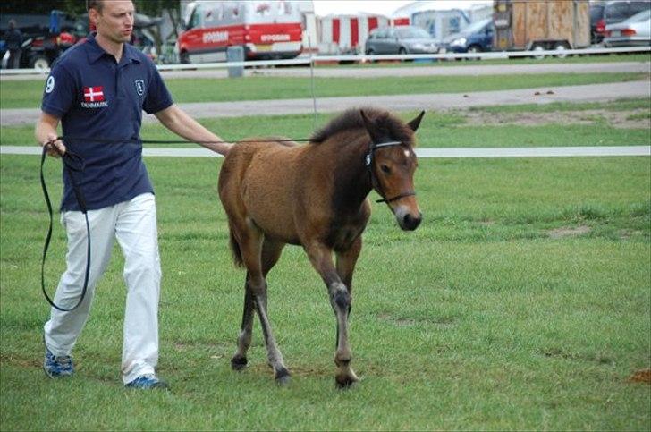 New Forest Soldals Africa - Africa på Storhestedag billede 9