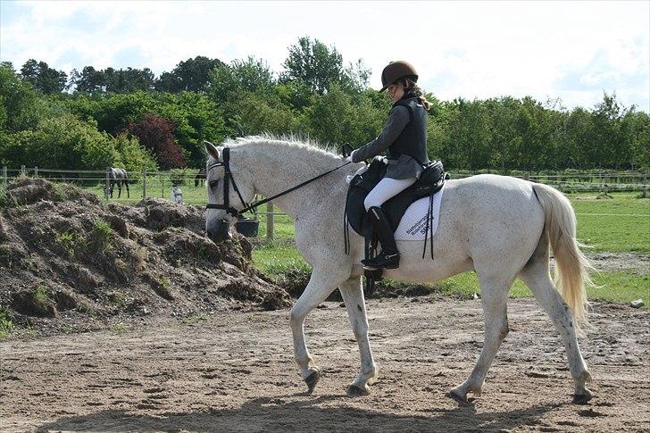 Anden særlig race Iba ( rideskole hest) (R.I.P) billede 7