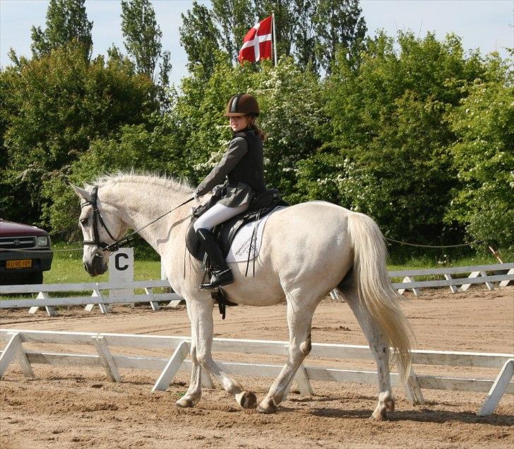 Anden særlig race Iba ( rideskole hest) (R.I.P) billede 8
