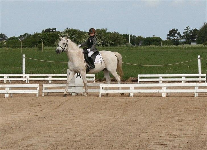 Anden særlig race Iba ( rideskole hest) (R.I.P) billede 9