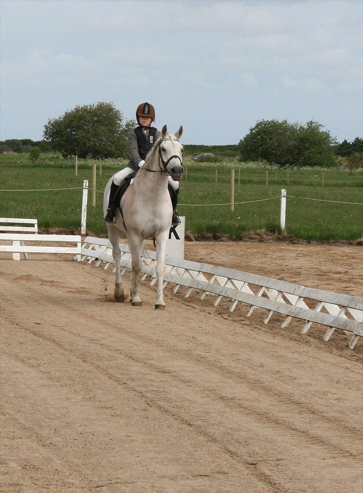 Anden særlig race Iba ( rideskole hest) (R.I.P) billede 10