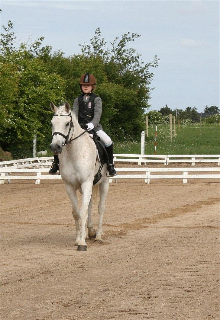Anden særlig race Iba ( rideskole hest) (R.I.P) billede 11