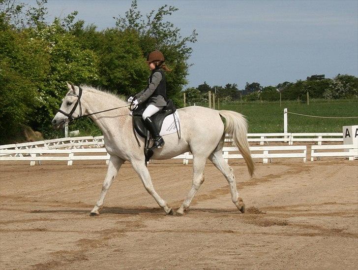 Anden særlig race Iba ( rideskole hest) (R.I.P) billede 12