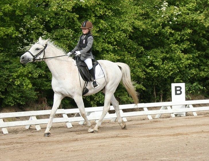 Anden særlig race Iba ( rideskole hest) (R.I.P) billede 13